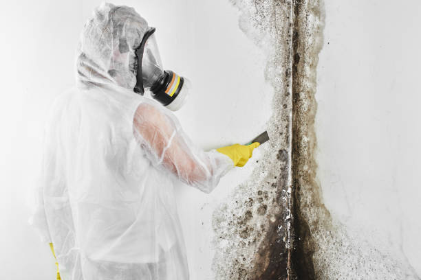 Best Mold Remediation for Specific Building Types in Summit Park, UT
